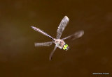 Brilliant Emerald (Somatochlora metallica) M