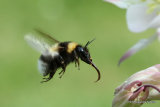 Large Garden Bumblebee (Bombus ruderatus)