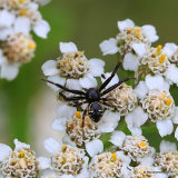 Crab spider (Synema globosum)