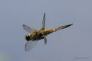 Four-spotted Chaser (Libellula quadrimaculata) M