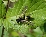 Tenthredo temula (Sawfly sp.) F