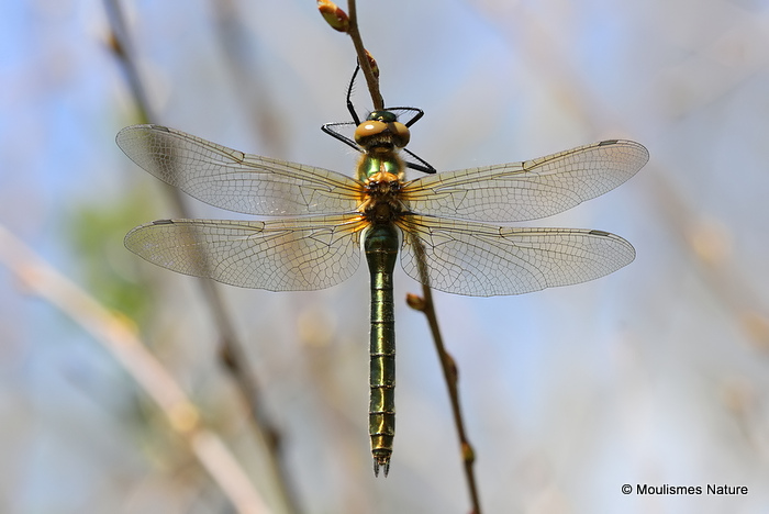Downy Emerald (Cordulia aenea) F-Imm