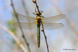 Downy Emerald (Cordulia aenea) F-Imm