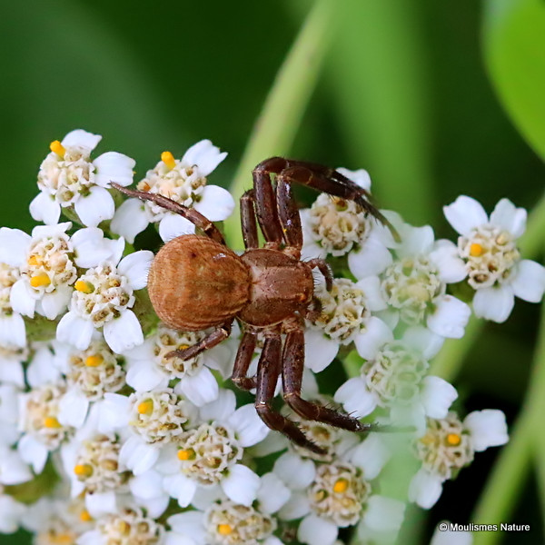 Crab spider (Xysticus robustus)