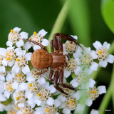 Crab spider (Xysticus robustus)
