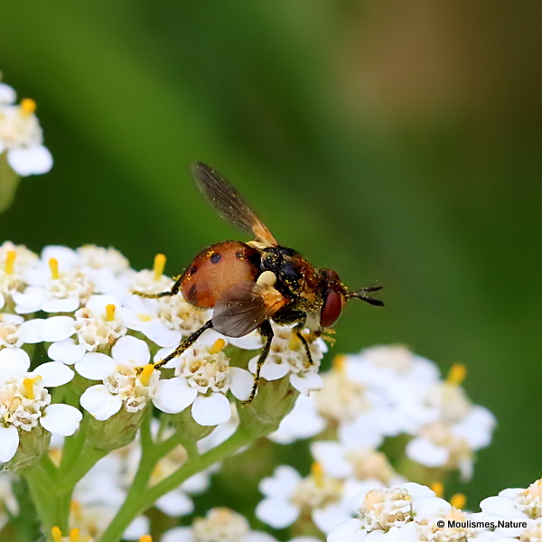 Tachinid fly sp. Gymnosoma rotundatum