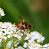 Tachinid fly sp. Gymnosoma rotundatum