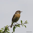 Common Stonechat (Saxicola torquata) F