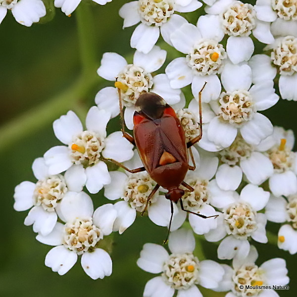 Red Bug (Deraeocoris ruber)