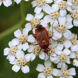 Red Bug (Deraeocoris ruber)