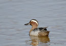 Male Garganey on La Vasiere des Spatules