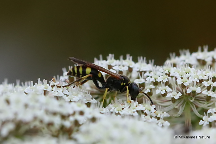 Ancistrocerus nigricornis (Early Mason Wasp)