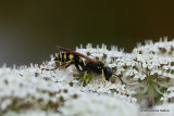 Ancistrocerus nigricornis (Early Mason Wasp)