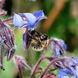Long-horned bee (Eucera) sp. F