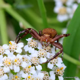 Crab spider (Xysticus robustus)