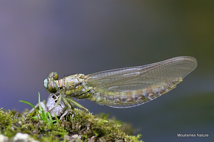 Green-eyed Hooktail (Onychogomphus forcipatus)