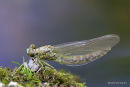 Green-eyed Hooktail (Onychogomphus forcipatus)