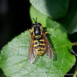 Large Wasp Hoverfly (Chrysotoxum cautum) F