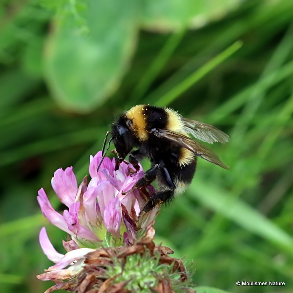 Large Garden Bumblebee (Bombus ruderatus) M