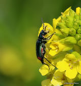 Malachite Beetle (Malachius bipustulatus) F