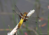 Broad-bodied Chaser (Libellula depressa) M-imm
