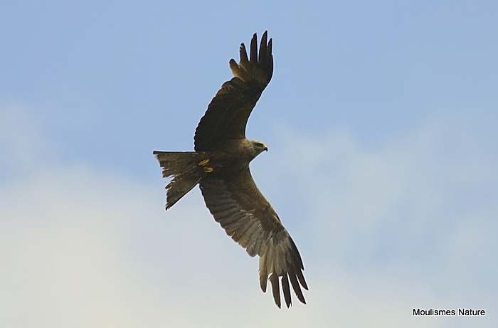 Black Kite (Milvus migrans) Ad