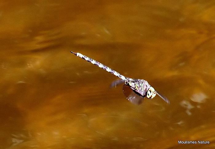 Dusk Hawker (Boyeria irene) M