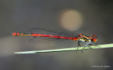 Large Red Damselfly (Pyrrhosoma nymphula) M