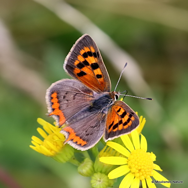 Small Copper (Lycaena phlaeas)