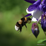 Large Garden Bumblebee (Bombus ruderatus)