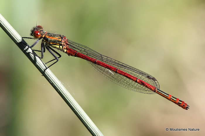 Large Red Damselfly (Pyrrhosoma nymphula) M