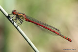 Large Red Damselfly (Pyrrhosoma nymphula) M