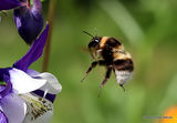 Large Garden Bumblebee (Bombus ruderatus)