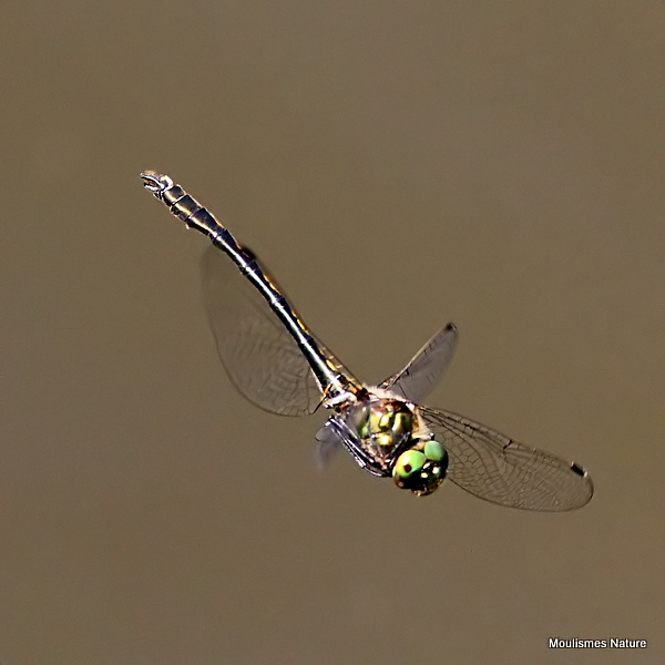Orange-spotted Emerald (Oxygastra curtisii) M
