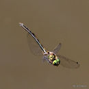 Orange-spotted Emerald (Oxygastra curtisii) M