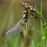 Broad-bodied Chaser (Libellula depressa)