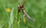 Broad-bodied Chaser (Libellula depressa)