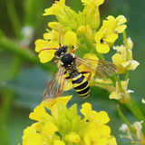 Gooden's Nomad Bee (Nomada goodeniana) F