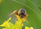 Gooden's Nomad Bee (Nomada goodeniana) F