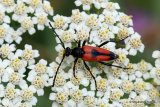 Longhorn Beetle sp. Stictoleptura cordigera