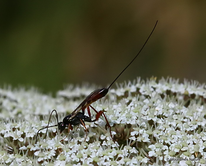 Parasitic wasp sp.
