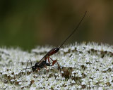 Parasitic wasp sp.