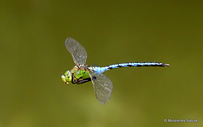 Emperor (Anax imperator) M