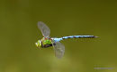 Emperor (Anax imperator) M