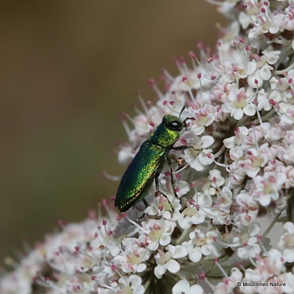 Jewel Beetle sp. Anthaxia millefolii polychloros