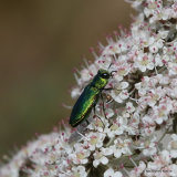 Jewel Beetle sp. Anthaxia millefolii polychloros