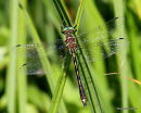 Orange-spotted Emerald (Oxygastra curtisii) M