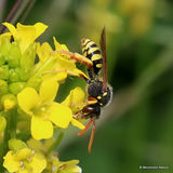 Gooden's Nomad Bee (Nomada goodeniana) F