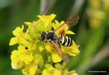 Gooden's Nomad Bee (Nomada goodeniana) F