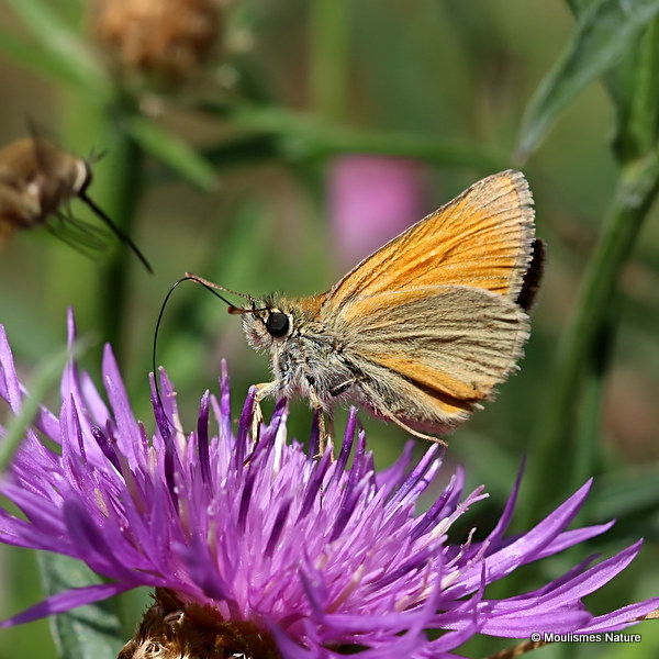 Small Skipper (Thymelicus sylvestris)